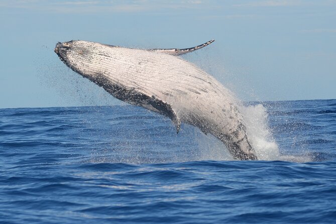 1.5-Hour Guided Whale Watching Tour - Key points to know before you book
