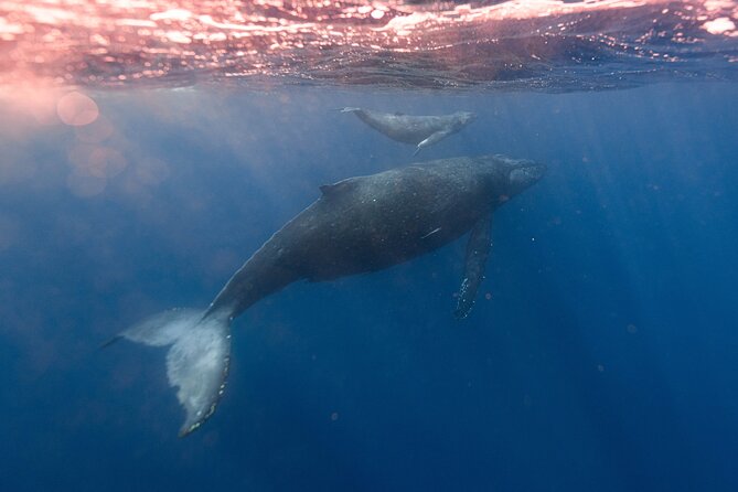 1.5-Hour Guided Whale Watching Tour - What the boat ride really feels like