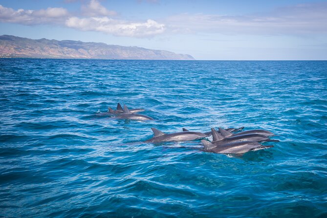 1.5-Hour Guided Whale Watching Tour - Searching the North Shore for whales and more