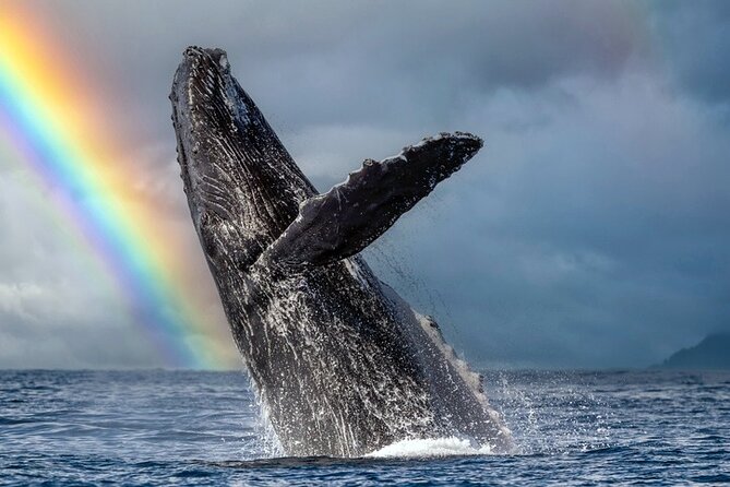 1.5 Hour Waikiki Whale Watching with E Sea Diver (Shuttle Option) - Key points to know before you book