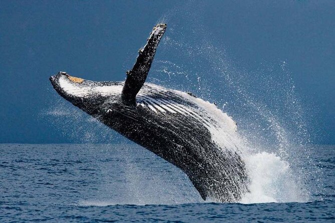 1.5 Hour Waikiki Whale Watching with E Sea Diver (Shuttle Option) - A short whale cruise from Honolulu