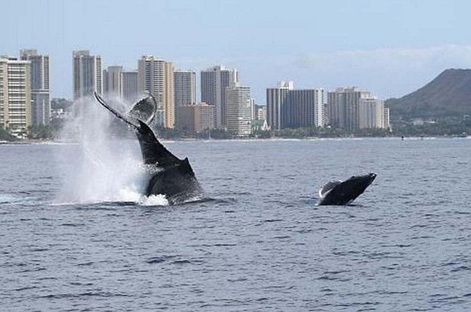 1.5 Hour Waikiki Whale Watching with E Sea Diver (Shuttle Option) - Searching for humpback whales