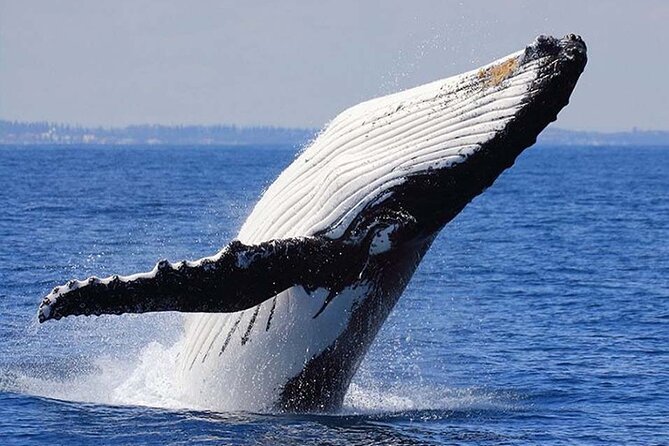 1.5 Hour Waikiki Whale Watching with E Sea Diver (Shuttle Option) - Dolphins, turtles, flying fish, and Diamond Head views