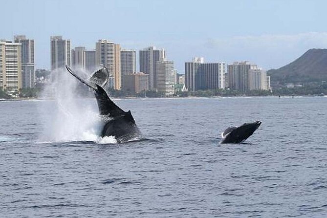 1.5 Hour Waikiki Whale Watching with E Sea Diver (Shuttle Option) - The crew can shape the whole morning