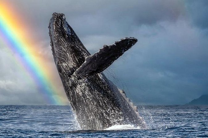1.5 Hour Waikiki Whale Watching with E Sea Diver (Shuttle Option) - The whale guarantee and its limits