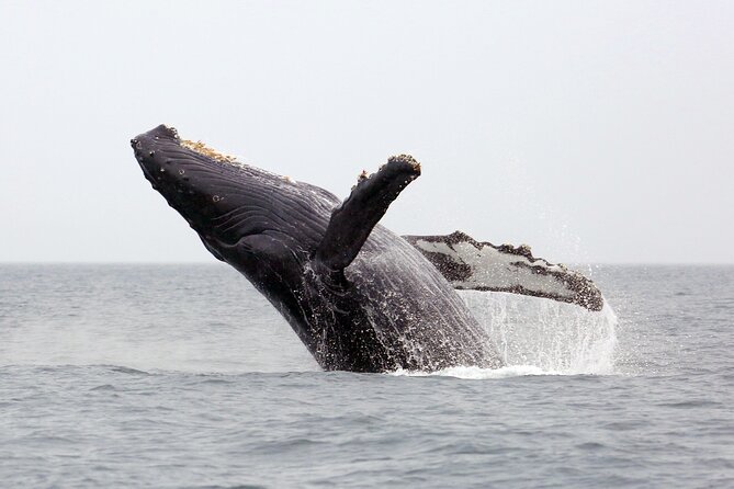 1.5 Hour Waikiki Whale Watching with E Sea Diver (Shuttle Option) - What happens at Pier E