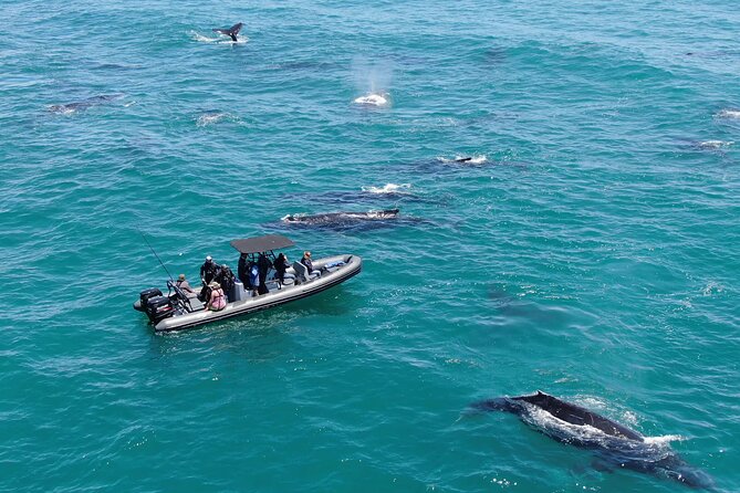 1 Day Whale Watching at Yzerfontein - Why Yzerfontein is worth the early start