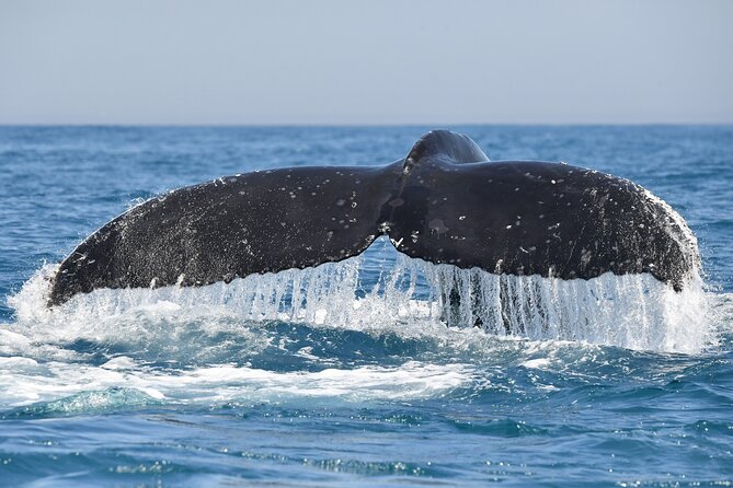 1 Day Whale Watching at Yzerfontein - More than whales: dolphins, seals, and seabirds