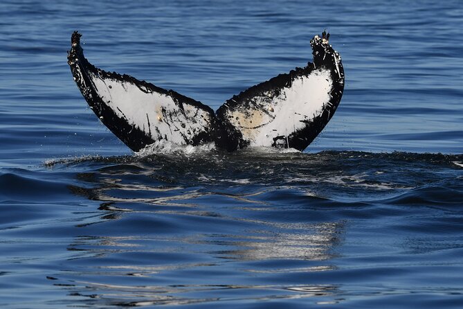 1 Day Whale Watching at Yzerfontein - What the open-water experience feels like