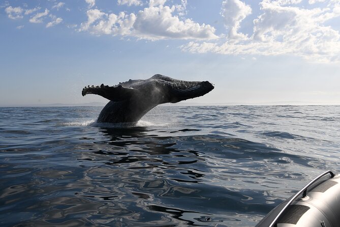 1 Day Whale Watching at Yzerfontein - Food, comfort, and the return to shore