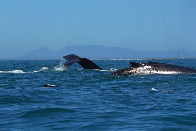 1 Day Whale Watching at Yzerfontein - The value of $331.87 per person