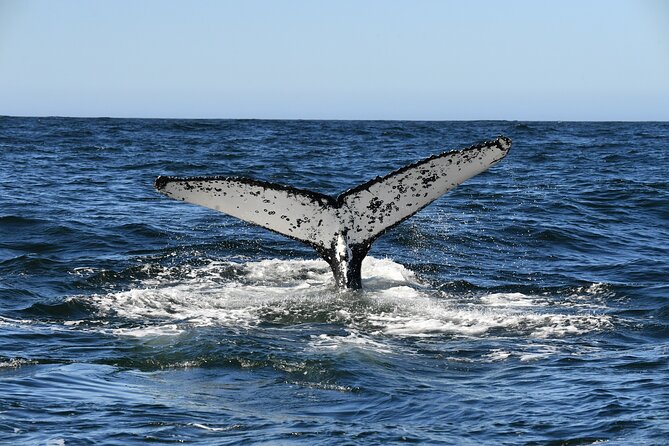 1 Day Whale Watching at Yzerfontein - Who will enjoy this most