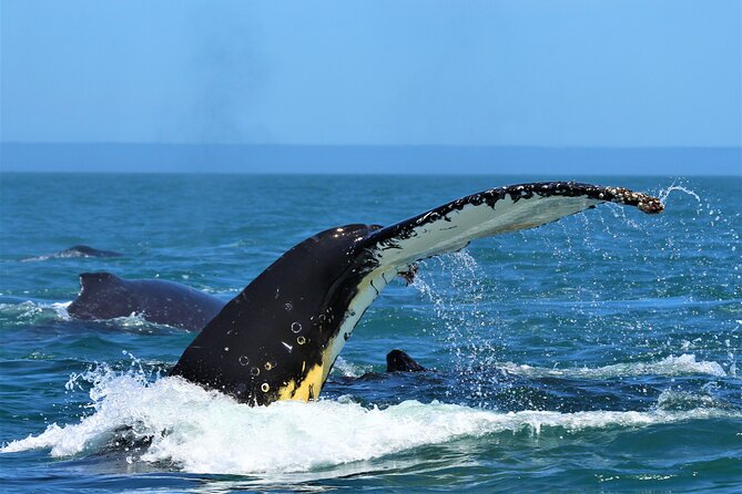 1 Day Whale Watching at Yzerfontein - Searching for humpback supergroups