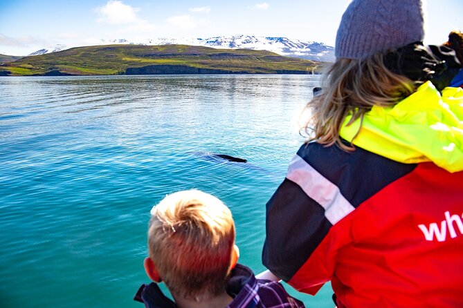 100% Whale Watching - Why Hauganes Makes a Good Starting Point