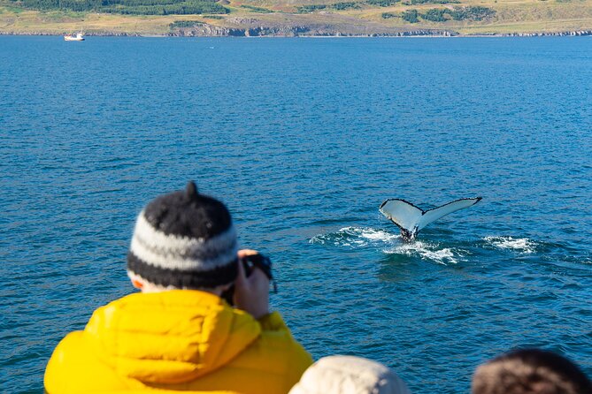 100% Whale Watching - What the Whale Watching Is Really Like