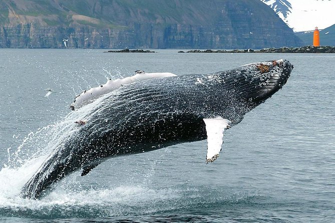 100% Whale Watching - Warm Suits, Coffee, and Practical Comfort