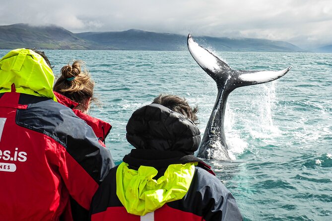 100% Whale Watching - Setting Out Into Eyjafjordur
