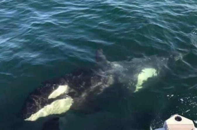 14 passenger Whale Watching Tours in Icy Strait aka Hoonah AK - What the $292.86 price really buys you