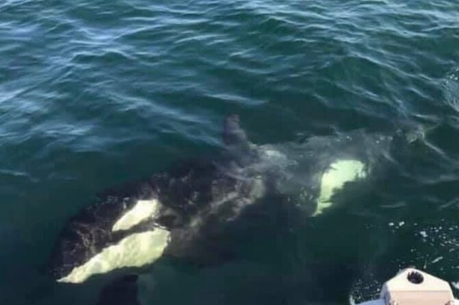 14 passenger Whale Watching Tours in Icy Strait aka Hoonah AK - The no-refund rule deserves careful thought