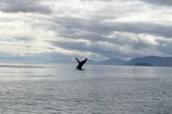 14 passenger Whale Watching Tours in Icy Strait aka Hoonah AK - Searching Icy Strait for humpbacks