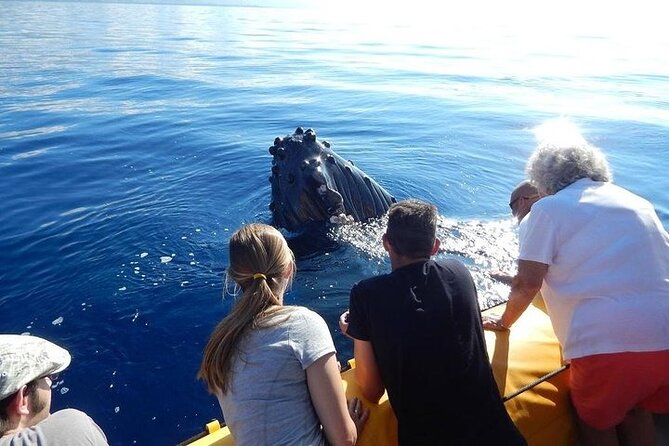 2.5 Hour Whale Escape Tour - Key points to know before you book