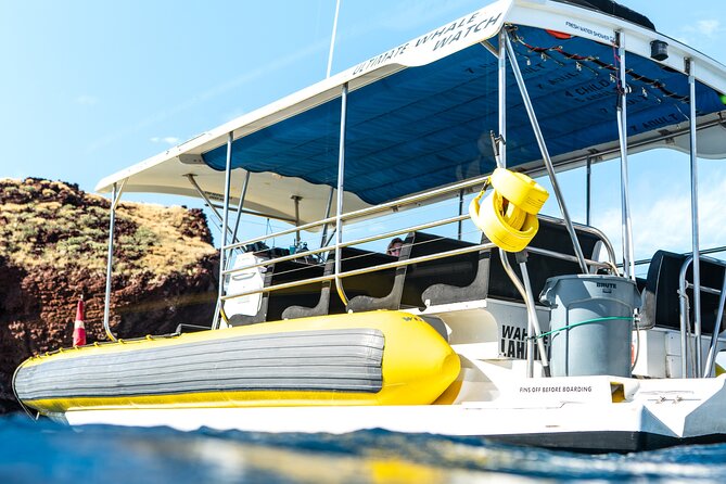 2.5 Hour Whale Escape Tour - Why Lahaina is a strong place for whale watching