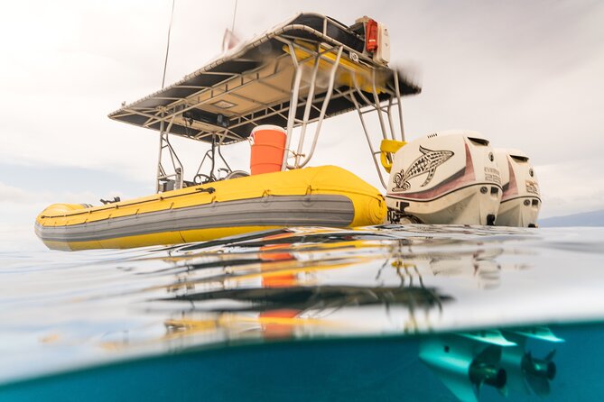 2.5 Hour Whale Escape Tour - A practical way to plan your day