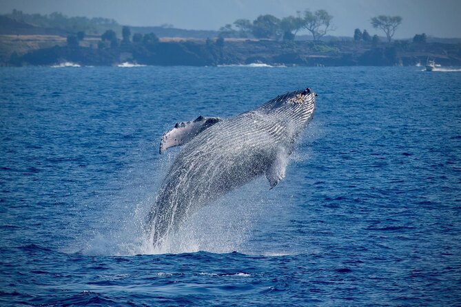 2.5-Hour Whale Watching On A 41' Super-Raft - Key points to know before booking