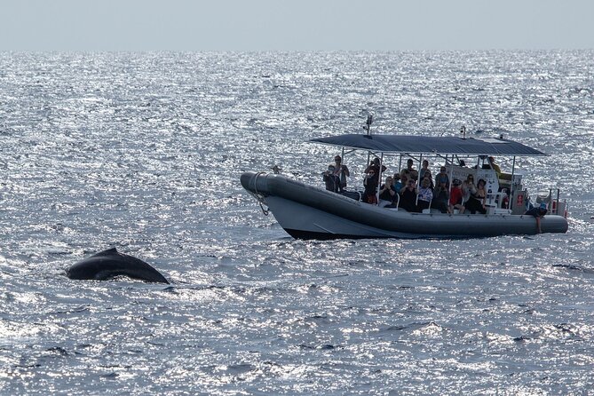 2.5-Hour Whale Watching On A 41' Super-Raft - Naturalist Brittany and the crew’s role