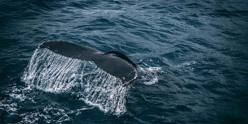 2-Day Whale Watching & Southern Sri Lanka Tour - What the guide and vehicle add