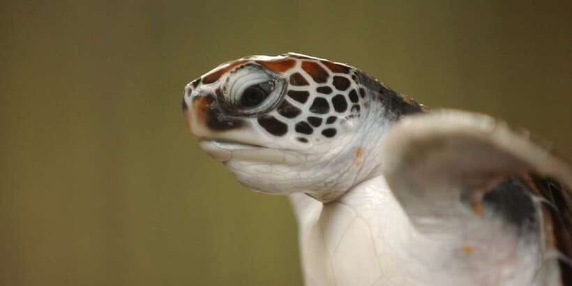 2-Day Whale Watching & Southern Sri Lanka Tour - The overnight stay in Mirissa