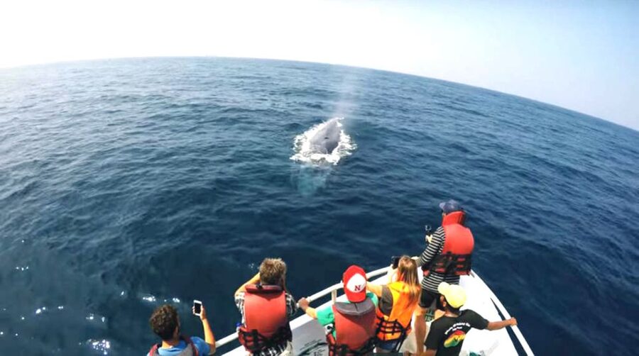 2-Day Whale Watching & Southern Sri Lanka Tour - Day two: whales off Mirissa