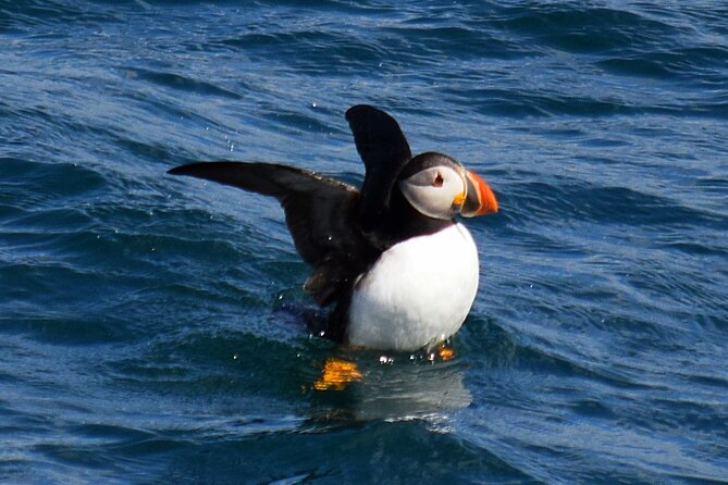 2 Hour Award-Winning Whale and Seabird Boat Tour from St. John's - Cape Spear from the Atlantic