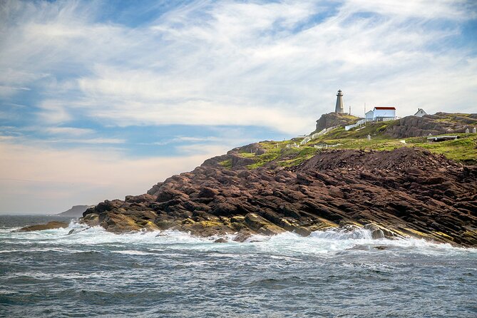 2 Hour Award-Winning Whale and Seabird Boat Tour from St. John's - What wildlife can you actually expect?