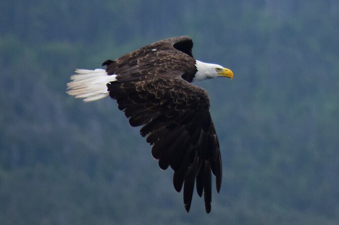 2 Hour Award-Winning Whale and Seabird Boat Tour from St. John's - Is $112.65 a fair price?