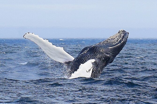 2 Hour Award-Winning Whale and Seabird Boat Tour from St. John's - Signal Hill and the entrance to The Narrows