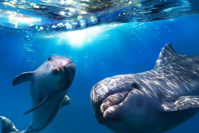 2-Hour Dolphin and Whale Watching in Gran Canaria - Key things to know before you book