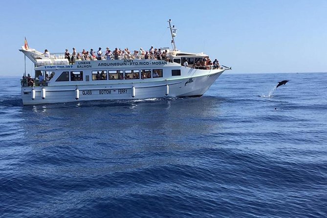 2-Hour Dolphin and Whale Watching in Gran Canaria - What the Atlantic Search Is Really Like