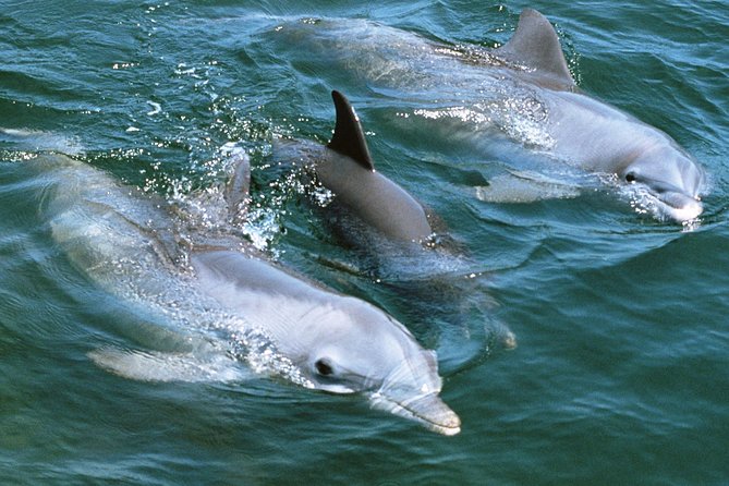 2-Hour Dolphin and Whale Watching in Gran Canaria - How Much Value Do You Get for $42.05?