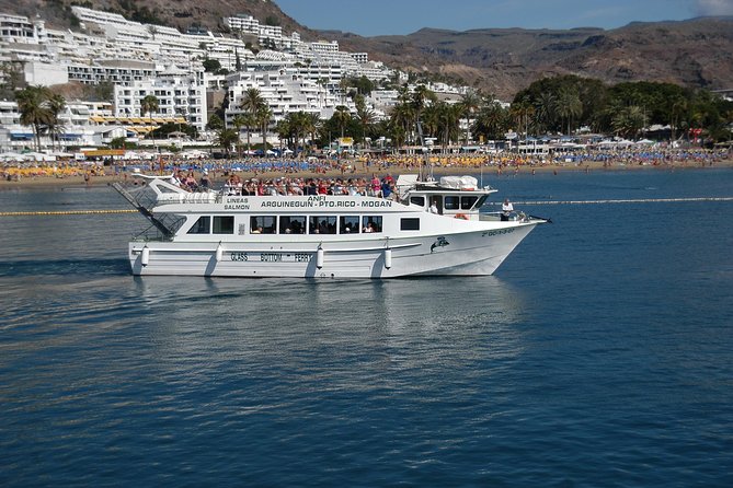 2-Hour Dolphin and Whale Watching in Gran Canaria - Timing, Group Size, and Practical Details