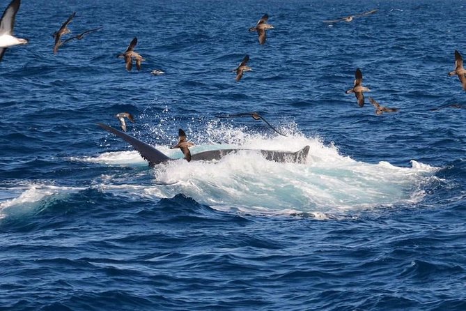 2-Hour Dolphin and Whale Watching in Gran Canaria - Who Will Enjoy This Boat Trip Most?