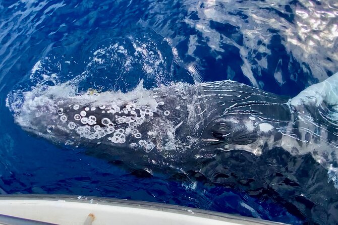2 hour Lahaina Sunrise Whale Watch - Why the small boat changes the outing