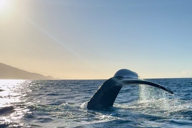 2 hour Lahaina Sunrise Whale Watch - The crew makes the difference