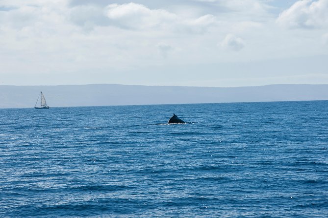2-Hour Oahu Whale Watch from Ala Wai Harbor, Waikiki - Searching for humpbacks from December through May