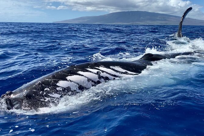2 Hour Prime Time Maui Whale Watching - Island views while the crew searches