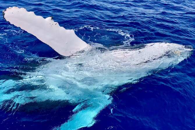 2 Hour Prime Time Maui Whale Watching - What the two-hour schedule feels like