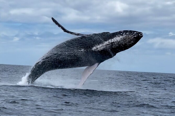 2 Hour Prime Time Maui Whale Watching - Weather, comfort, and seasickness