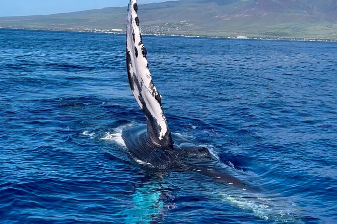 2 Hour Prime Time Maui Whale Watching - Value, group size, and what you are really paying for