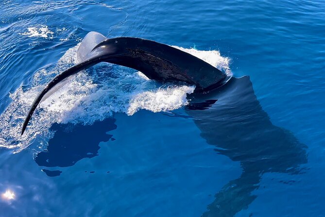 2 Hour Prime Time Maui Whale Watching - Searching Maui’s waters for humpbacks
