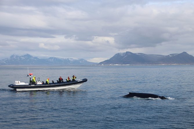2-Hour RIB Boat Whale Watching Tour from Reykjavik - Why this RIB tour feels different from a standard whale cruise